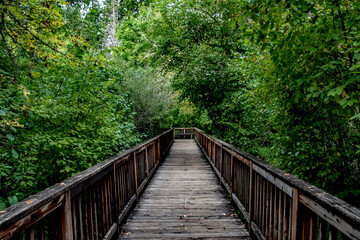 Wooden Bridge Winding Through Green Forest at Tryon Creek in Portland, OR