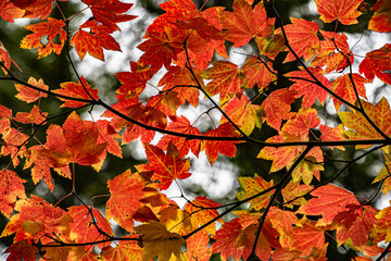 Vivid Red and Yellow Fall Leaves at Tryon Creek in Portland, OR