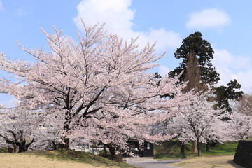 青空の下で咲く桜