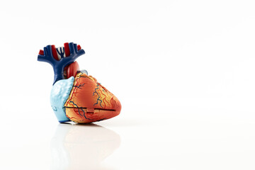 Model of the human heart