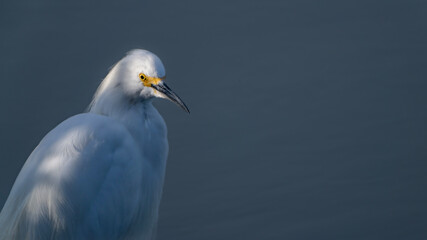 Snowy Egret