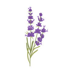 Branch purple lavender flowers with green leaves