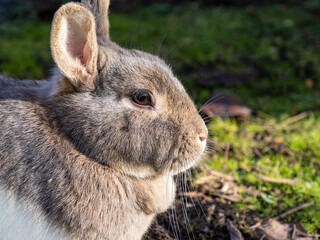 close up headshot of a cute chubby gray rabbit resting under the sun in the park - 568610920