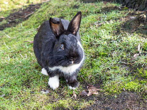 close up of a cute black rabbit with patches of white fur