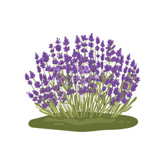 Lavandula plant isolated kitchen herb flower plant © Buch&Bee