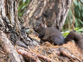 close up of a chubby grey squirrel resting on dry pine needles-filled groud by the tree in the park - 568611109