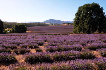 Fototapeta na wymiar Bridestowe Lavender Estate Tasmania Australia