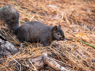 close up of a chubby grey squirrel resting on dry pine needles-filled groud by the tree in the park - 568611147