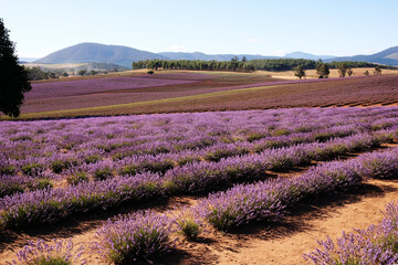 Obraz na płótnie Canvas Bridestowe Lavender Estate Tasmania Australia