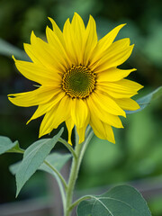 close up of small sunflowers with yellow petals blooming in the garden. - 568611531