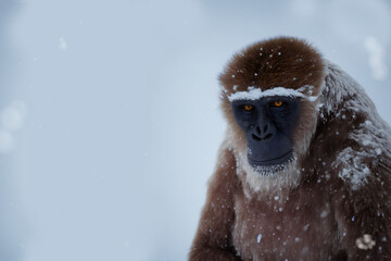 Yeti, Bigfoot in snowy landscape, generative ai  