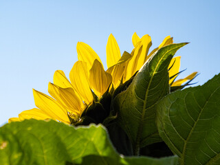 close up of yellow sunflower petals backlit by the sun under the blue sky - 568611595