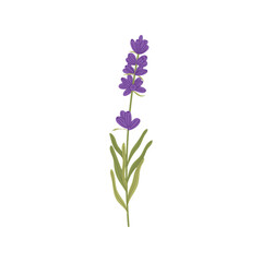Fototapeta premium Lavender floral botanical flower with green leaves