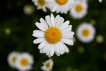 daisy in a field of daisies