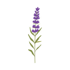 Floral blooming natural plant, botanical lavender