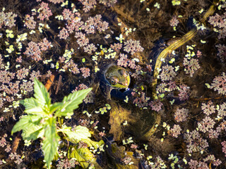 close-up of a green frog resting on top of algae filled pond surface  - 568612521