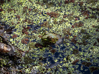 close-up of a green frog resting on top of algae filled pond surface  - 568612553