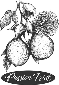Passion fruits sketch