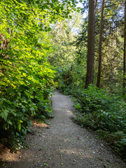 flat pathway inside a quiet forest on a sunny day