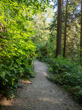 flat pathway inside a quiet forest on a sunny day