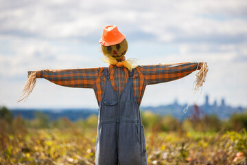 Colorful scarecrow outdoors in pumpkin patch. - obrazy, fototapety, plakaty