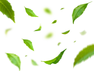 Green Floating Leaves Flying Leaves Green Leaf Dancing, Air Purifier Atmosphere Simple Main Picture.