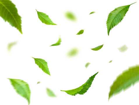 Fototapeta Green Floating Leaves Flying Leaves Green Leaf Dancing, Air Purifier Atmosphere Simple Main Picture.