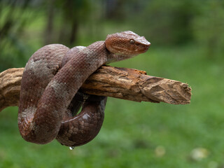 a big female ash pit viper Trimeresurus puniceus on a curvy wood