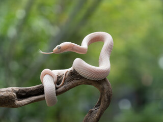 a big female ash pit viper Trimeresurus puniceus on a curvy wood
