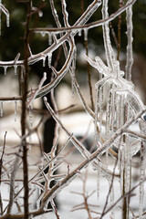 Frozen Tree Branches