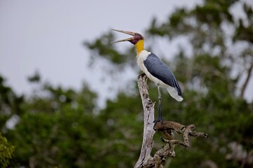 The lesser adjutant (Leptoptilos javanicus) , Asian relative of the marabou stork, sitting on a tree