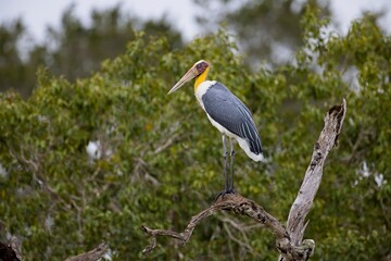 The lesser adjutant (Leptoptilos javanicus) , Asian relative of the marabou stork, sitting on a tree