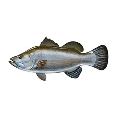 Barramundi  fish water color sketch line art