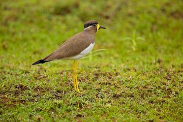 Yellow-wattled Lapwing (Vanellus malabaricus) in Sri Lanka