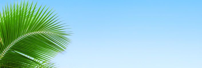 Palm tree leaves blue sky background frame, green palm branch corner border, tropical island sea...