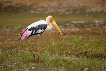 Painted Stork, Nesyt Indický, Mycteria leucocephala in a lake in sri lanka