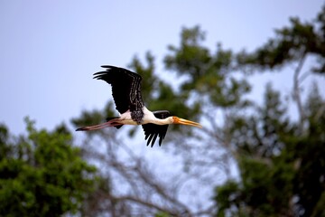 flying Painted Stork, Nesyt Indický, Mycteria leucocephala in sri lanka