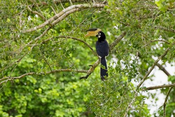 Malabar Pied-Hornbill, Anthracoceros coronatus, zoborožec malabarský, sitting on a branch in the background with trees.