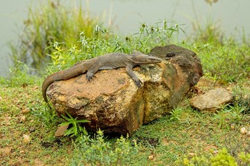 Bengal monitor (Varanus bengalensis) or common Indian monitor, is a monitor lizard found widely...