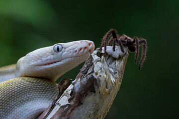 A bacan emeraldo reticulated python encounter a brown huntsman spider with bokeh background 