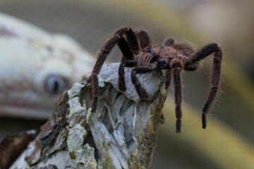 A brown huntsman spider stand on a branch with bacan emeraldo reticulated python in the background 