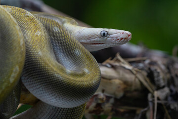 A reticulated python with bacan emeraldo morph coiled its body over a branch 