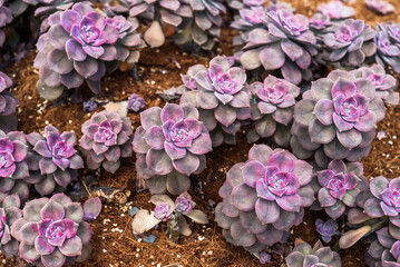 Graptopetalum paraguayense succulent plant with common names mother-of-pearl-plant and ghost plant