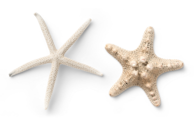 two different types of white starfish isolated over a transparent background, ocean / sea / beach / summer vacation design element, flat lay / top view with subtle shadows