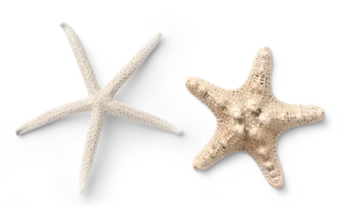 two different types of white starfish isolated over a transparent background, ocean / sea / beach / summer vacation design element, flat lay / top view with subtle shadows © Anja Kaiser
