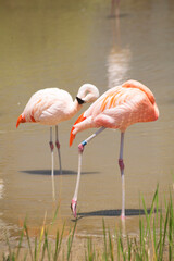 The pink flamingo lives in the swamp.