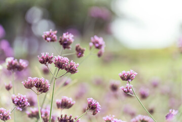 Purple Pastel flower floral soft nature blossom blurred background. Vintage retro romance plum botanical bloom spring season. Blurry Cherry blossom petals plant in beautiful garden. Backdrop template