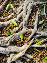 Background of brown exotic tree roots and green grass, top view, vertical frame