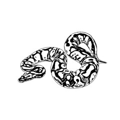 Black and white sketch of a snake with transparent background
