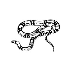 Black and white sketch of a snake with transparent background